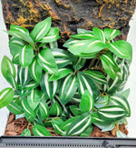 Reptile Plants for Terrarium Decor, Amphibian Habitat Decor, Snake Tank Accessories, Artificial Hanging Plants with Suction Cup-2 Packs (Fake Monstera) - Image 12