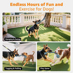 Large aggressive chewer dog playing solo tug of war with the bungee cord toy