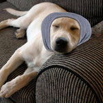 Rbenxia dog hood packaging and product display