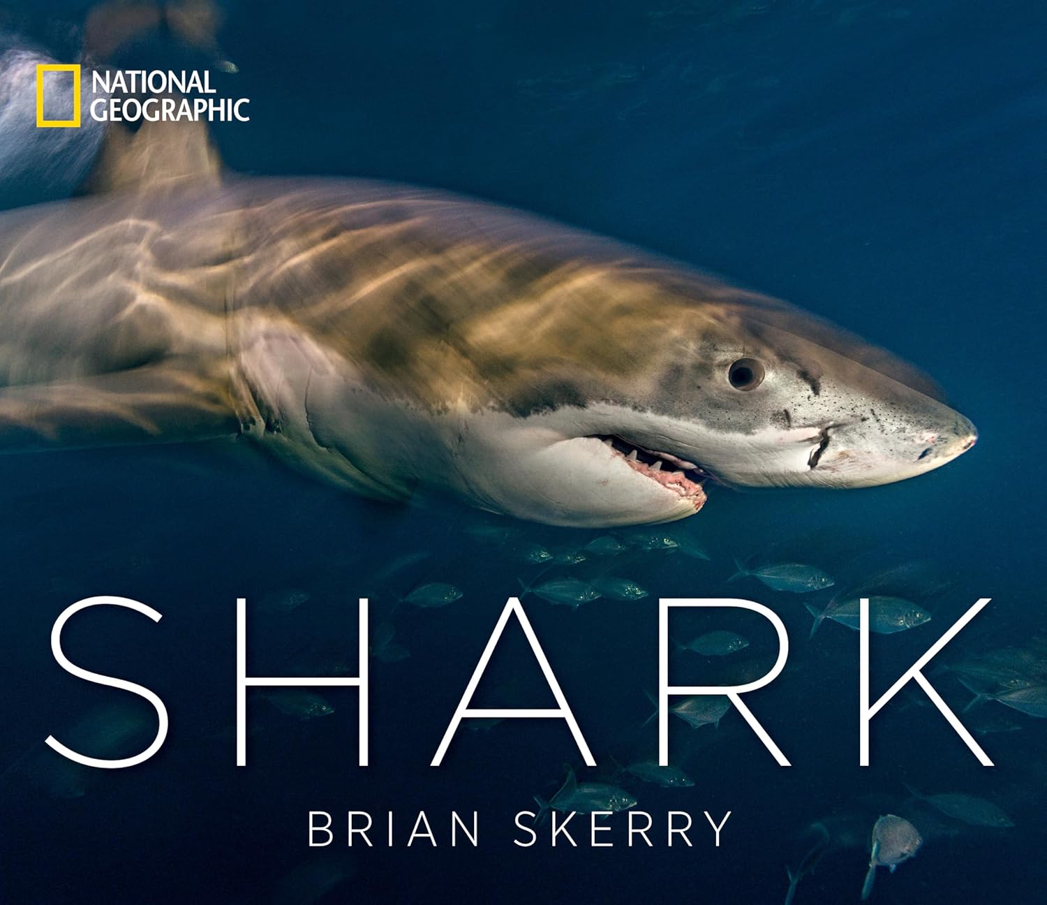 Shark - Image 1