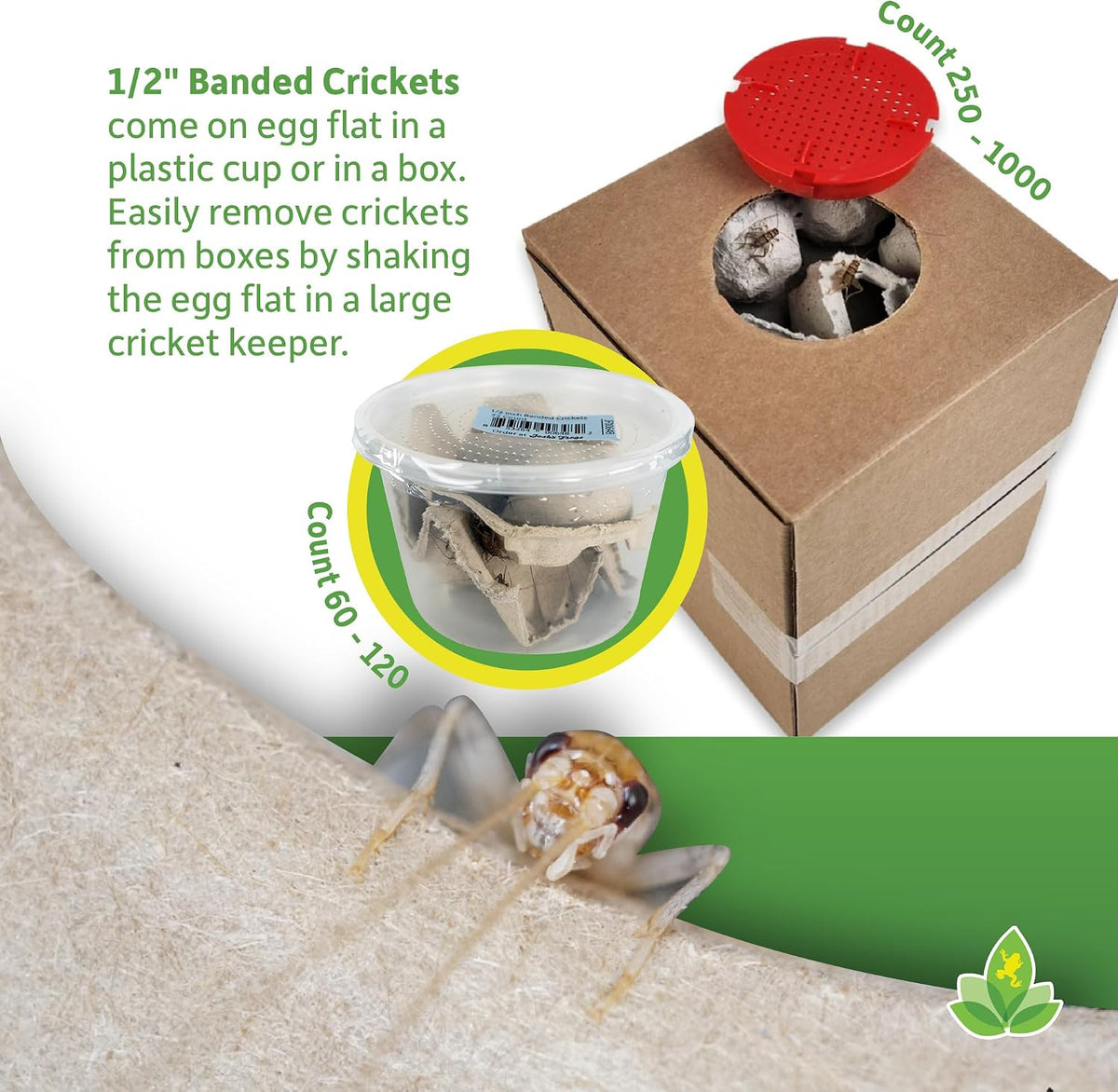 Banded crickets live arrival high digestibility pet food supply