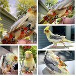 Magnoloran pet bird clothes kit for cleanly indoor flight training