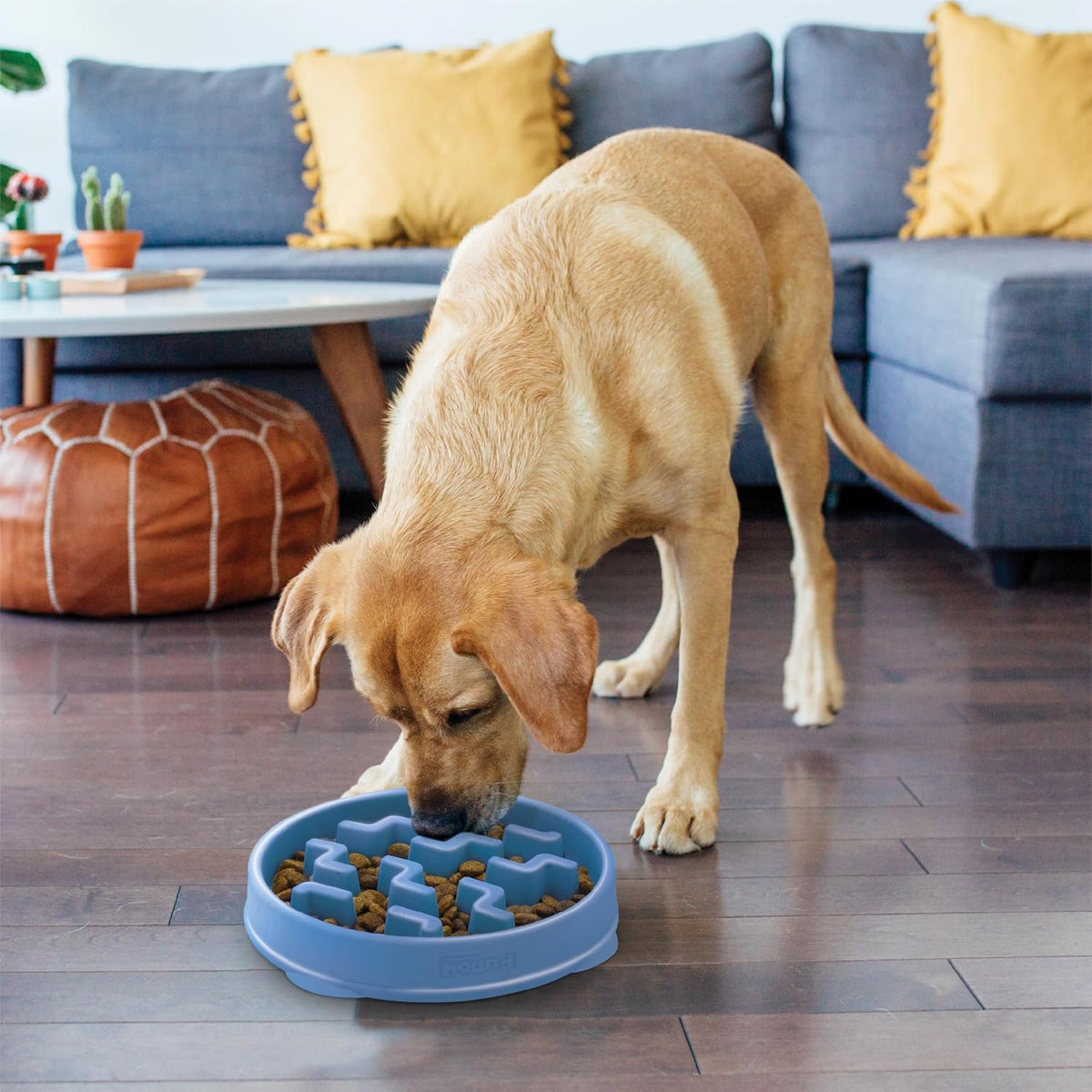 Durable BPA free plastic dog bowl base and anti-skid features
