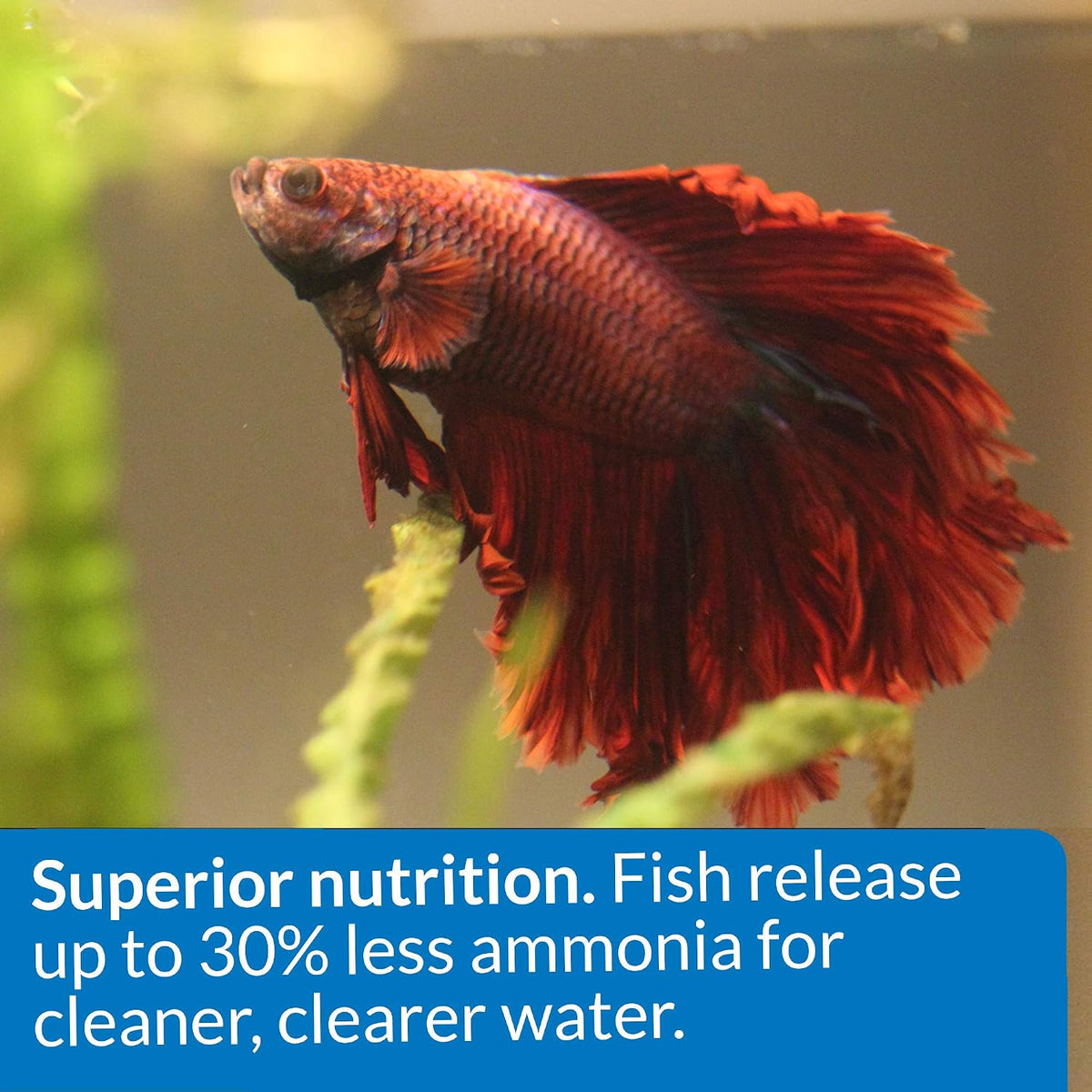 API Betta Food floating pellet texture and size close up