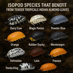Tender Tropicals leaf litter packaging showing 80 count detail