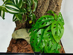 Woyrise artificial plant weighted rock base close up