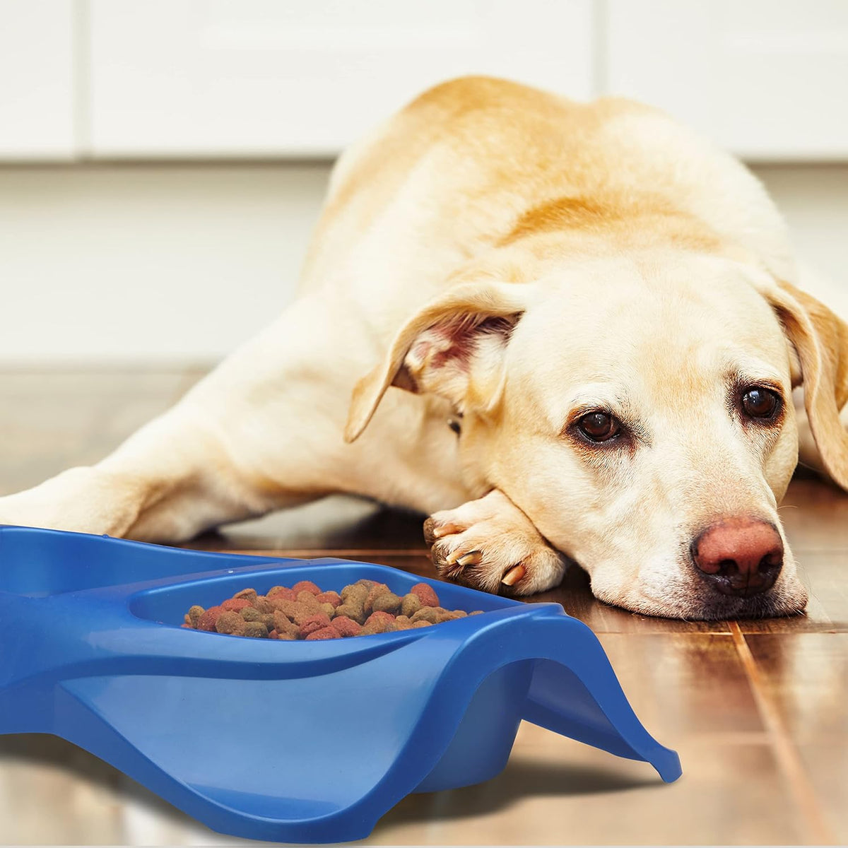 Van Ness large pet dish lifestyle setup