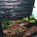 PINVNBY artificial plant decor for chameleon and gecko habitat