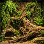 Bearded dragon exploring around Hercocci artificial vines