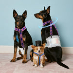 Lamiaraga adjustable pet diaper harness clips close up detailing durable metal construction.