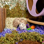 Genuine coconut shell reptile hideout showing sanded interior