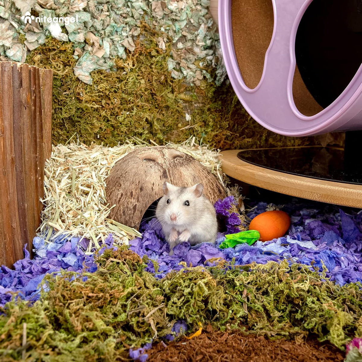 Genuine coconut shell reptile hideout showing sanded interior