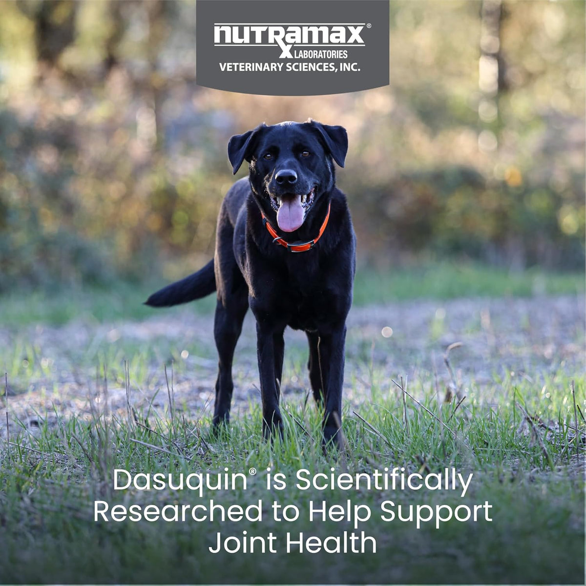 Nutramax joint support soft chews for dogs over sixty pounds ingredients label