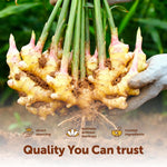 Micro Ingredients organic ginger powder spoon scoop view