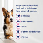 Close up of Nutramax Proviable thirty milliliter paste syringe for fast canine stool firming.