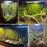Bearded dragon habitat fitting bark backdrop installed in a glass terrarium