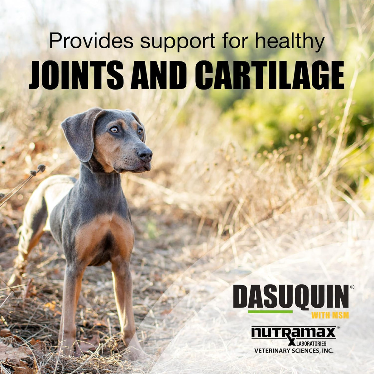 Nutramax Dasuquin chewable tablets eighty-four count joint health care packaging side view