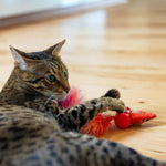 Cat playing with motorized robotic squirrel