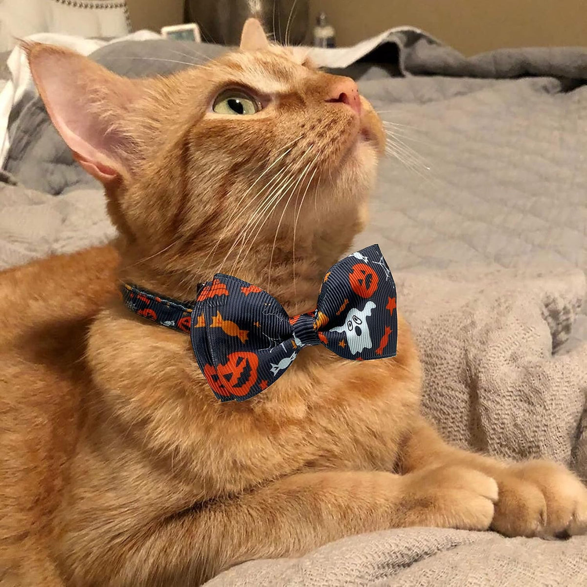 Flat lay of both Halloween themed cat collars included in the Pohshido set