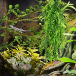 Bearded dragon resting on PietyPet artificial climbing vine