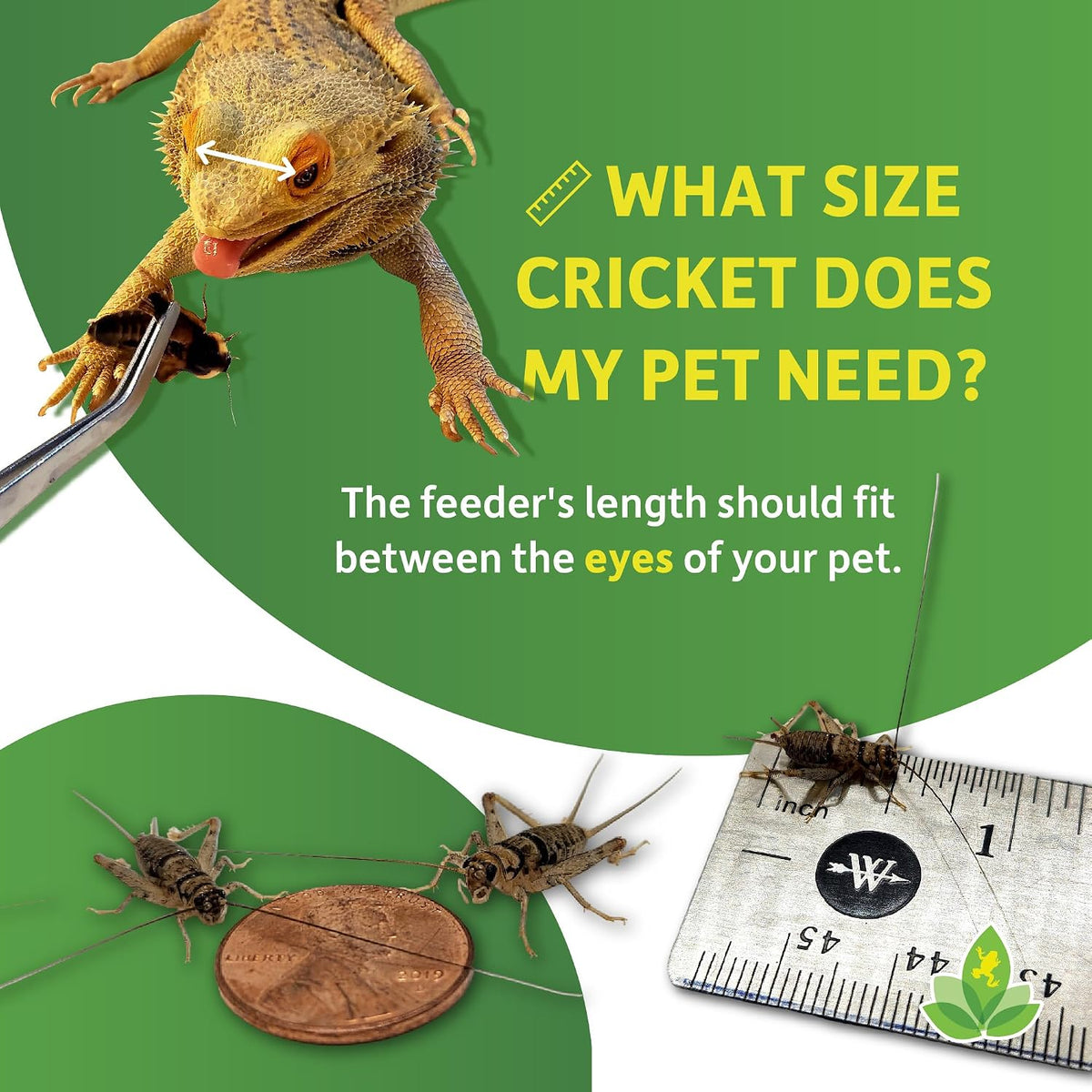 Nutritious bulk feeder insects for juvenile geckos and frogs