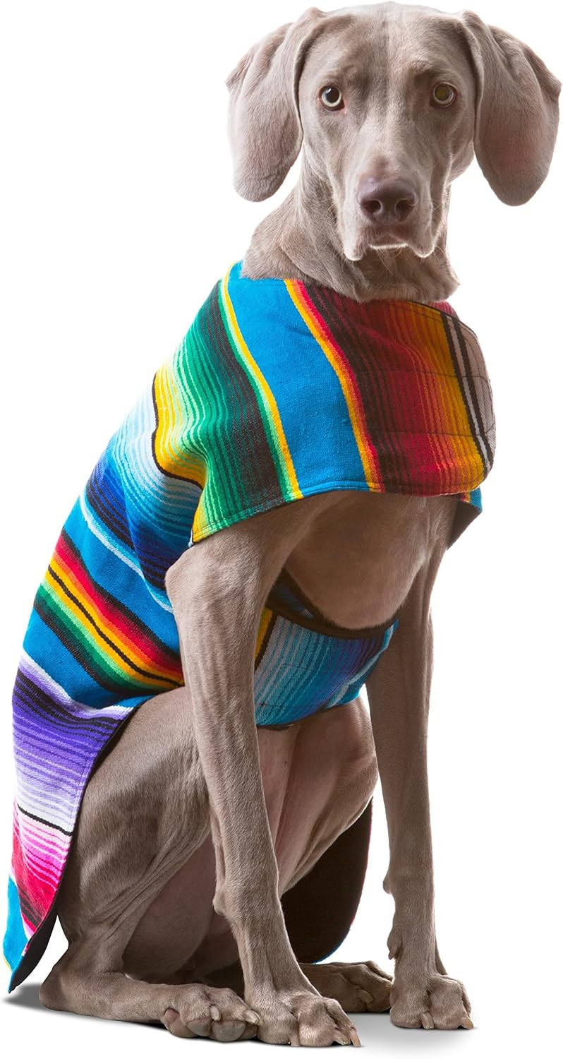 Pet wearing Baja Ponchos garment outdoors