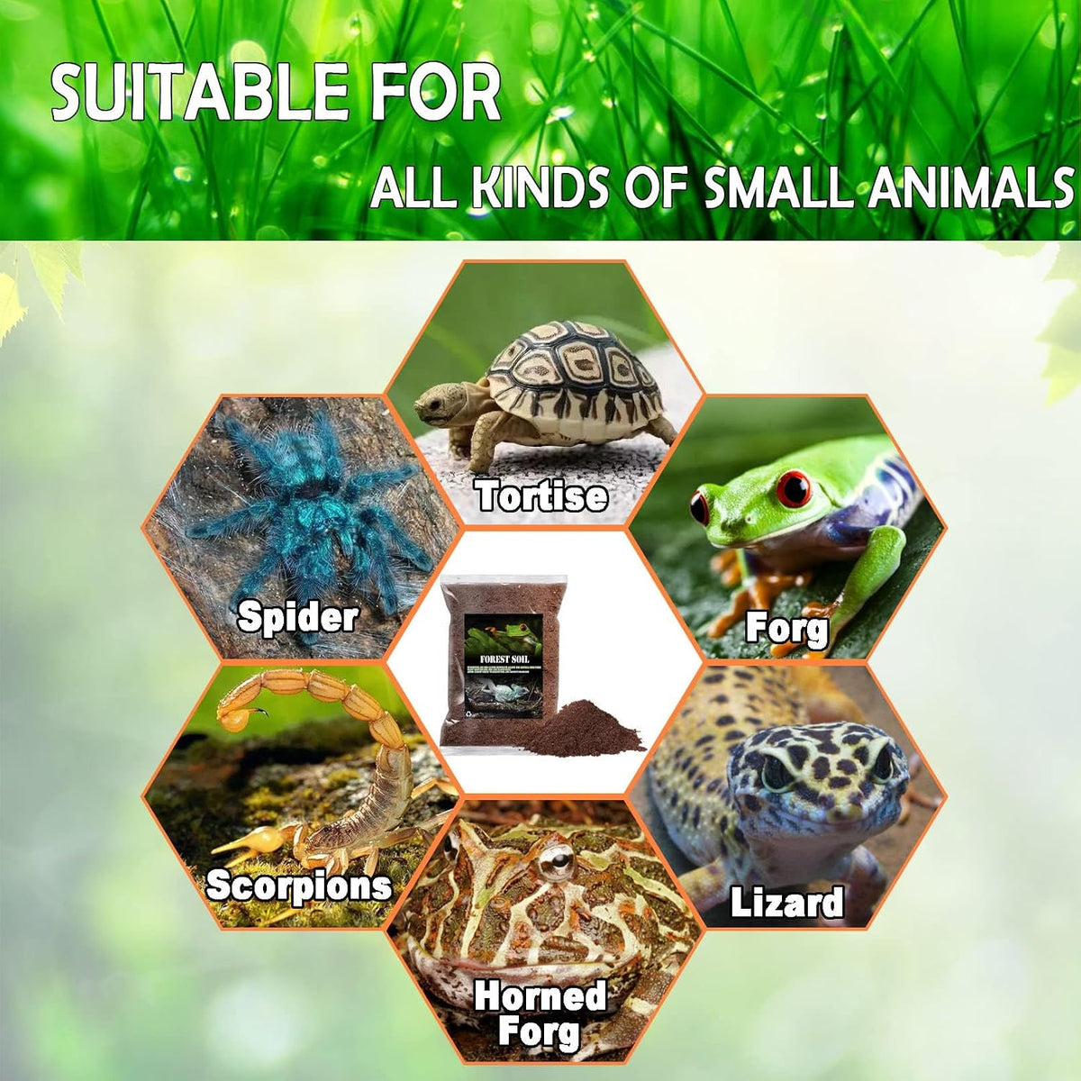 BNOSDM natural lizard and tarantula terrarium bedding setup