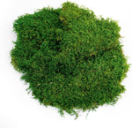 SuperMoss Preserved Sheet Moss Fresh Green flat natural moss layer close up