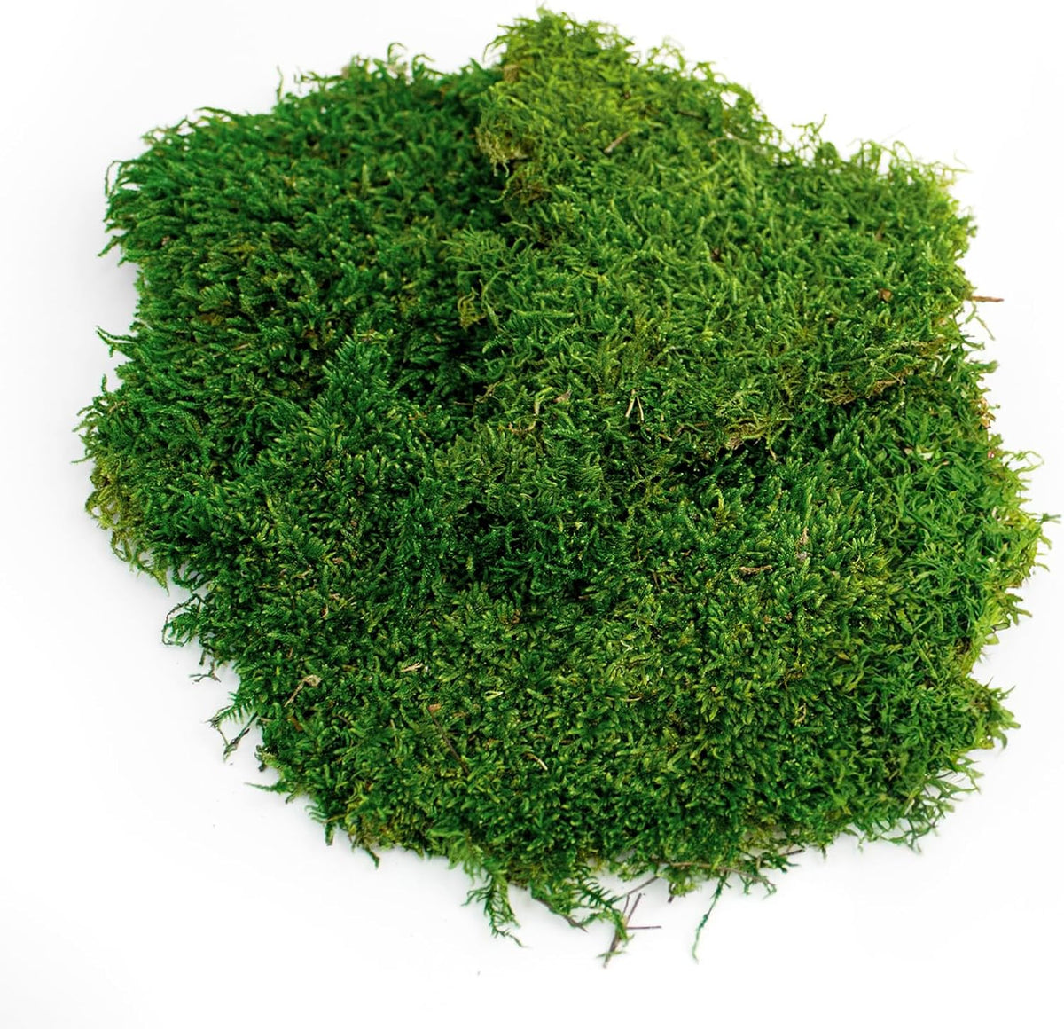 SuperMoss Preserved Sheet Moss Fresh Green flat natural moss layer close up