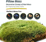 Galapagos terrarium moss texture closeup