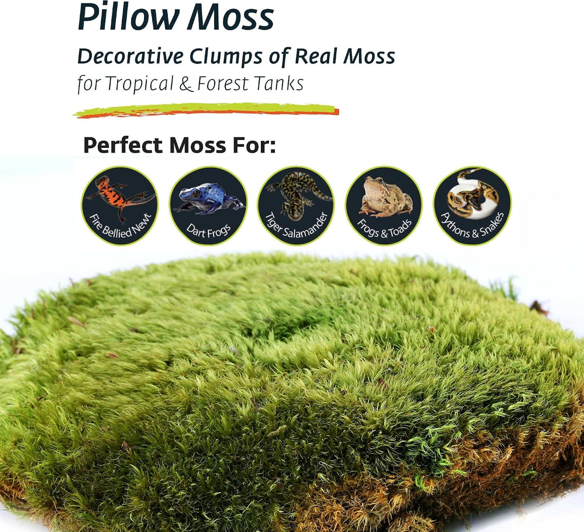 Galapagos terrarium moss texture closeup