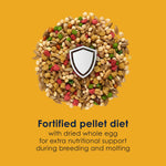 Graphic highlighting egg-based protein benefits for birds