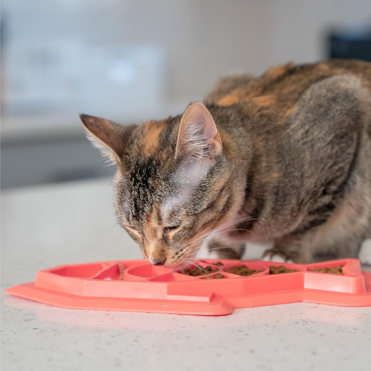 Catstages pink cat dish alternative product layout