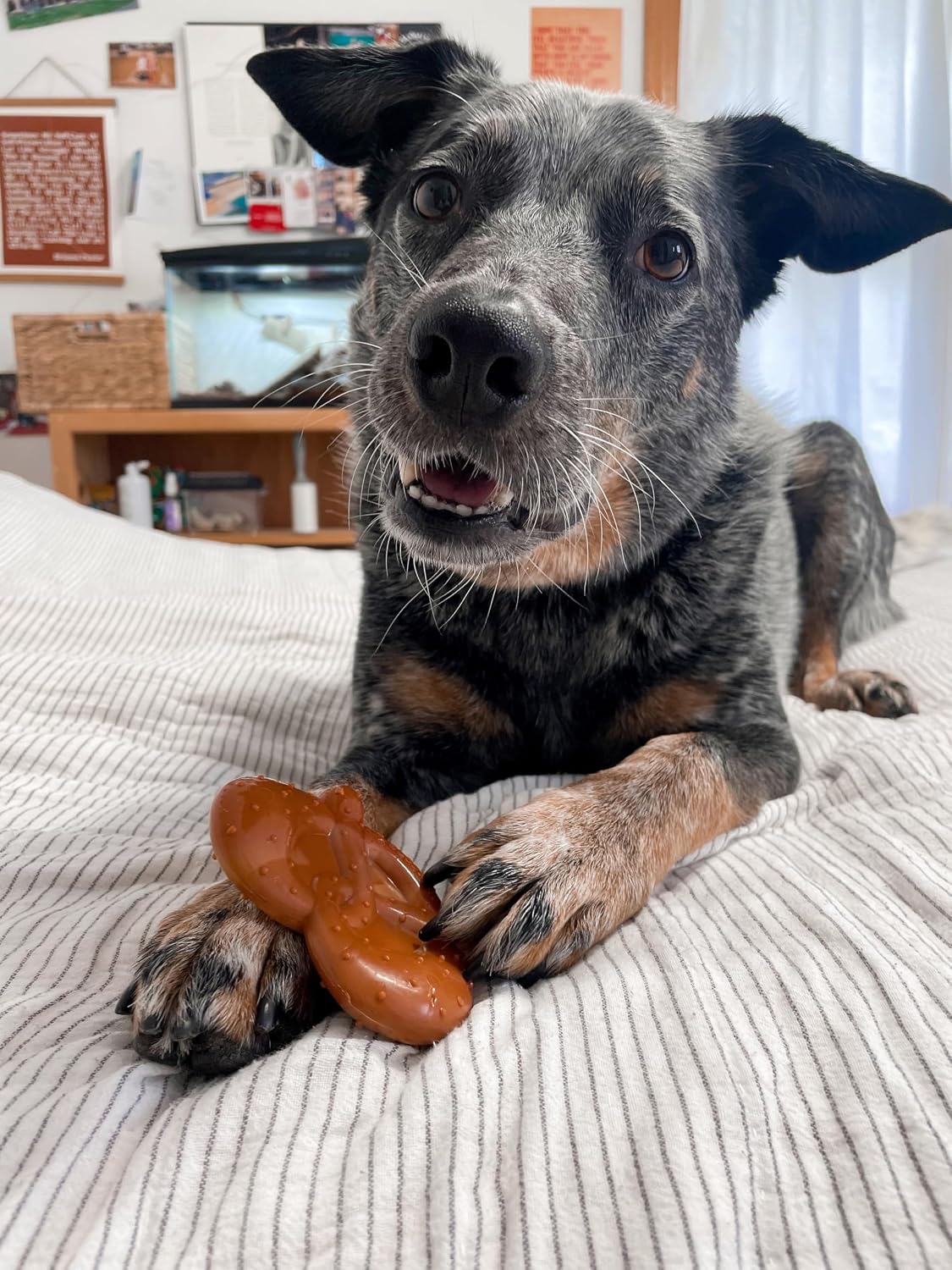 Nylabone Power Chew Pretzel Dog Chew Toy, Small | Bacon & peanut butter flavor, long lasting, discourages destructive chewing, flavor throughout, for dogs up to 25 lbs - Image 9