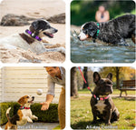 Taglory dog collar set with waterproof compartment