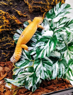 Woyrise chameleon tank accessories showing artificial climbing vine layout