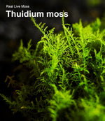 A pair of hands dividing a piece of live sheet moss to place into a miniature fairy garden project.
