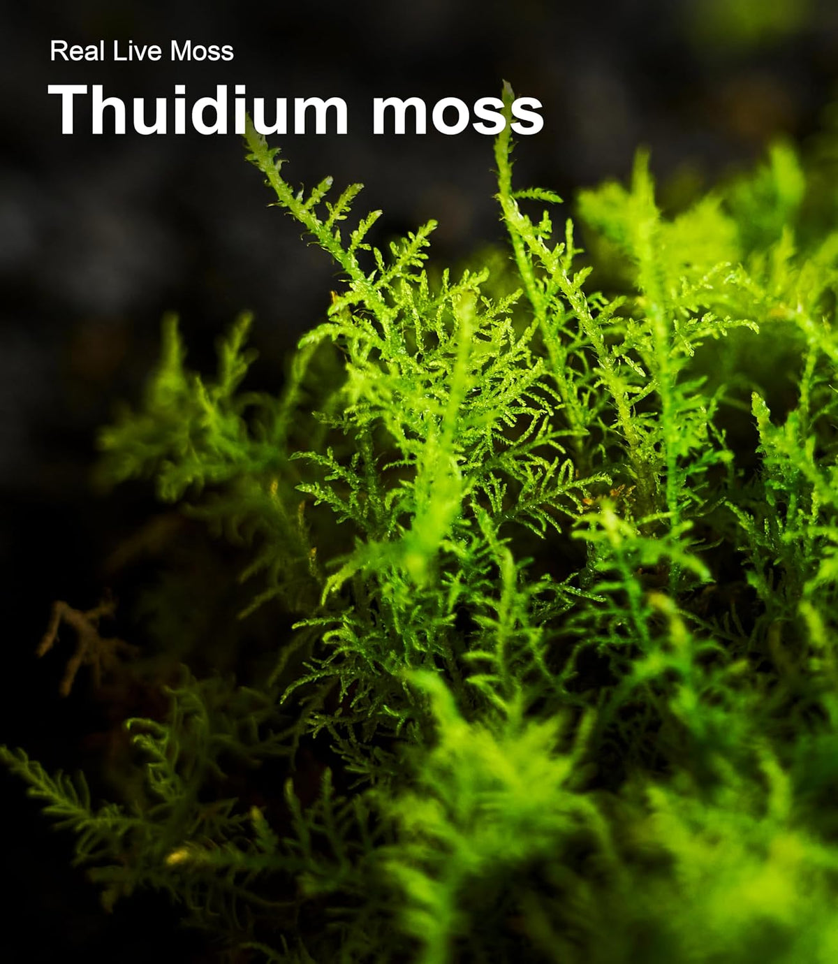 A pair of hands dividing a piece of live sheet moss to place into a miniature fairy garden project.