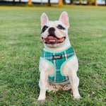 Pupteck escape proof cat and dog harness back D-ring attachment