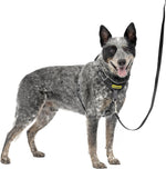 PetSafe Easy Walk Comfort No-Pull Dog Harness Full-Body Padding - Better Walks on the First Use - 5 Points of Adjustment Medium, Blue - Image 15