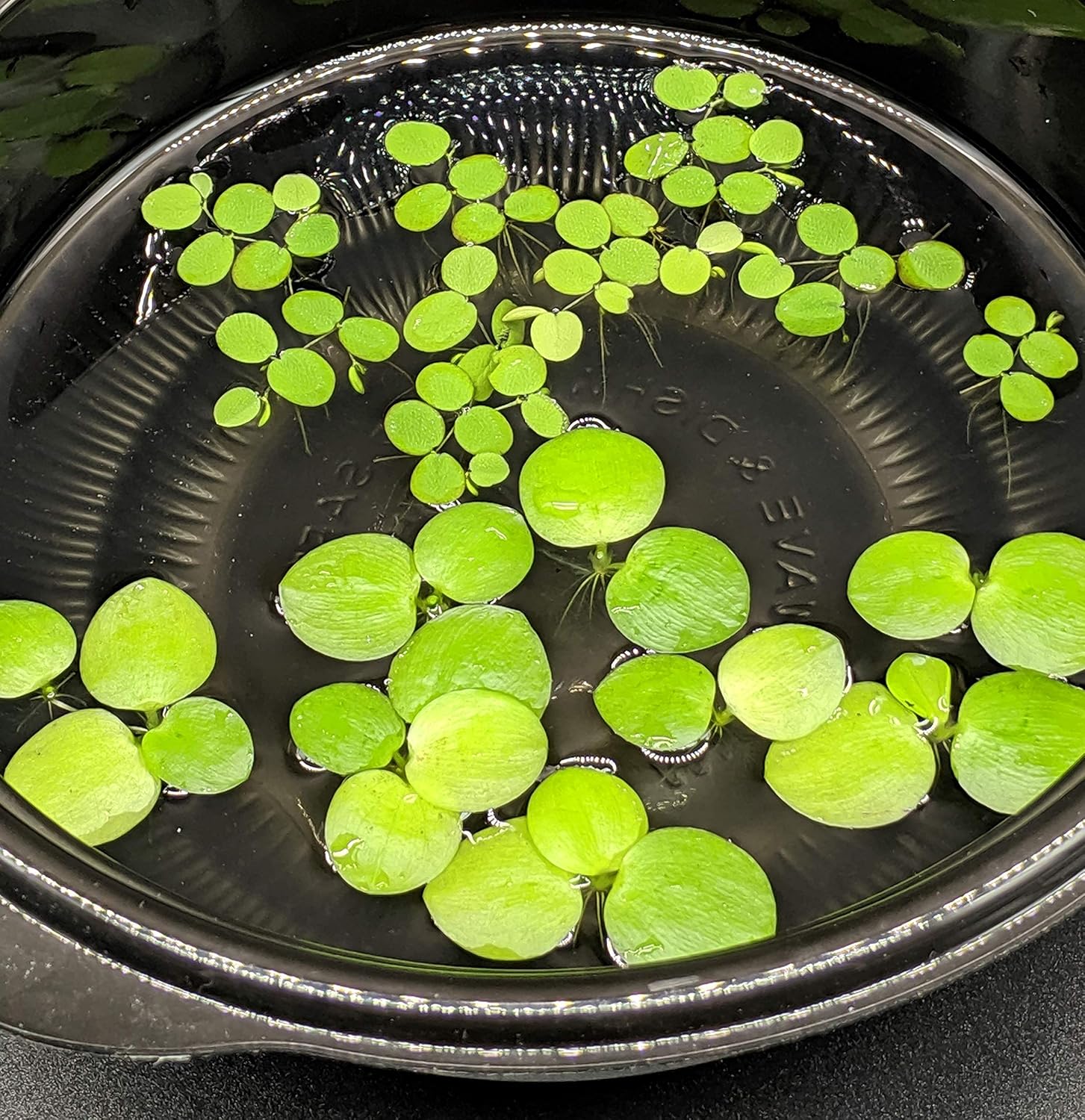 Hiro Aquatics Mini Amazon Frogbit and Water Spangles combo front view floating aquarium plants