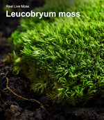A snake comfortably resting on top of a moist live moss sheet inside its habitat tank.