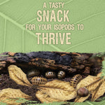 Organic leaf litter substrate from SunGrow for spider and tarantula enclosures