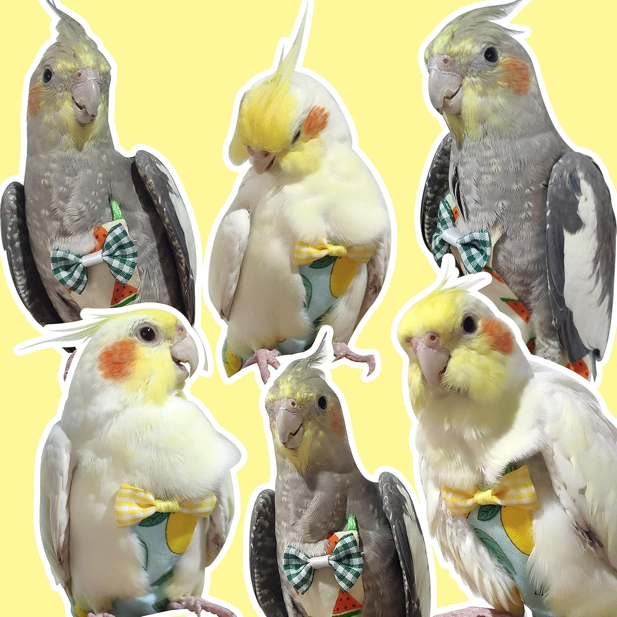 Premium imported bird diaper clothing for small parrots and conures