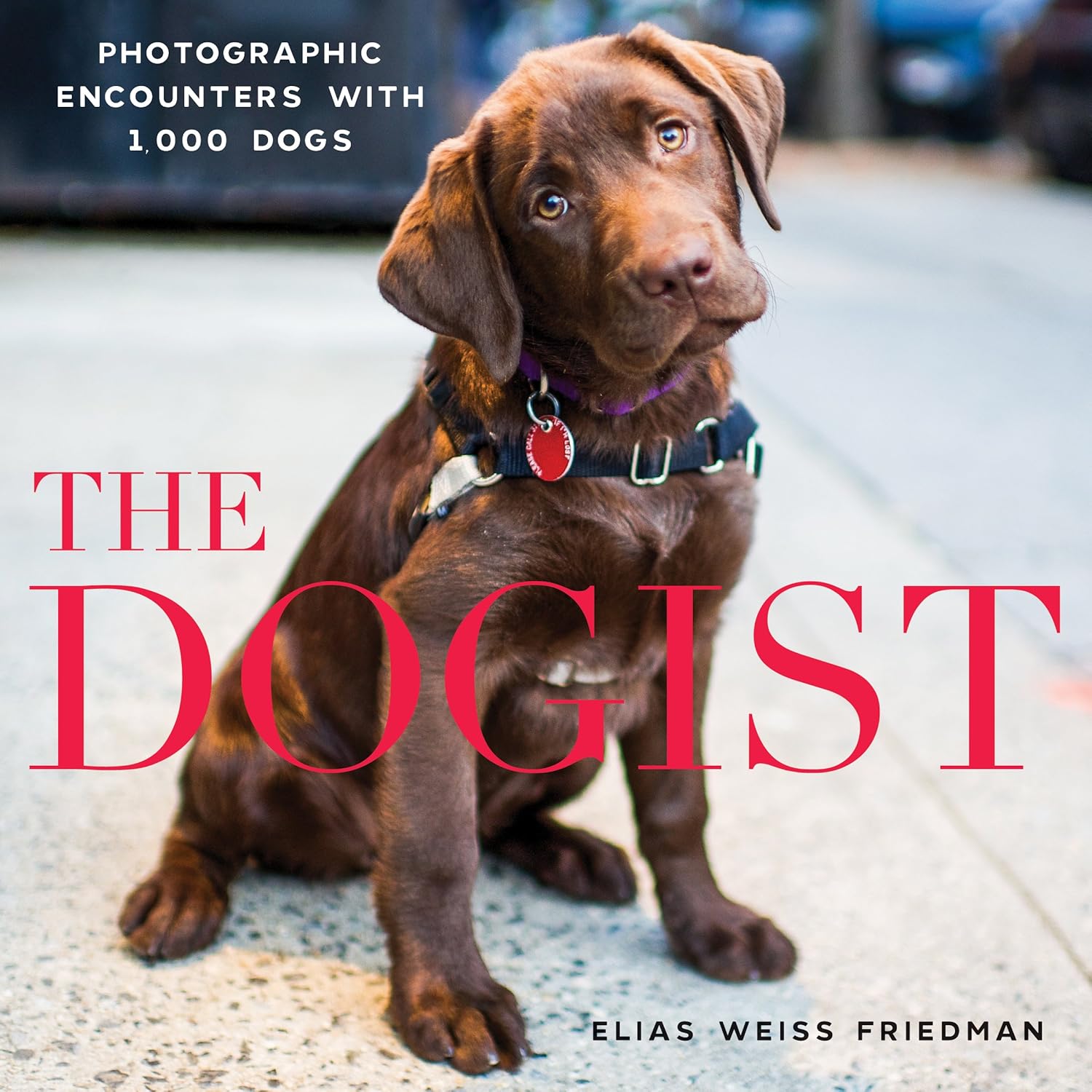 The Dogist: Photographic Encounters with 1,000 Dogs - Image 1