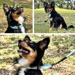 Pawtitas reflective dog collar showing customized name and phone number embroidery