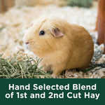 Kaytee high protein and calcium alfalfa mini bale close up texture
