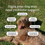 PetLab Co dog digestive supplement 30 count bottle display