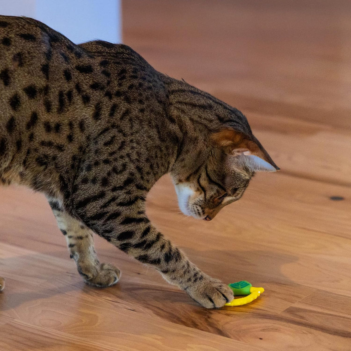 Catstages Dental Lemon Teether size comparison in paw