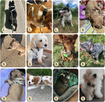 Bingpet dog harness and matching leash set